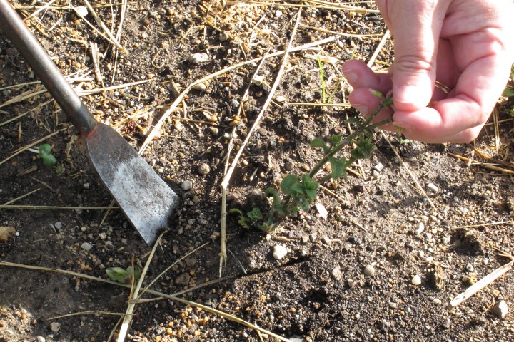 A pliers can provide a handle for pulling out pesky taproots.